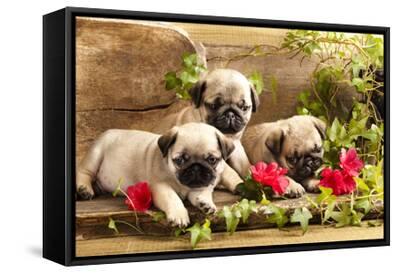 retro pug puppies