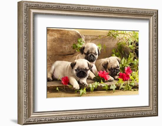 Pug Puppies And Flowers In Retro Backgraun-Lilun-Framed Photographic Print