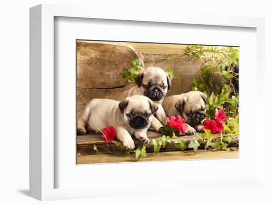 Pug Puppies And Flowers In Retro Backgraun-Lilun-Framed Photographic Print