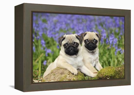 Pug Puppies Standing Together in Bluebells-null-Framed Premier Image Canvas