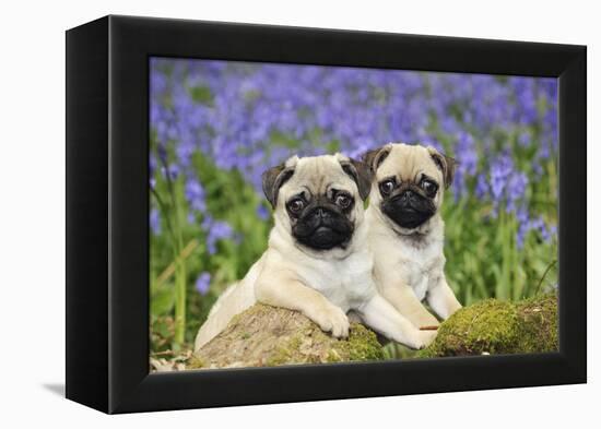 Pug Puppies Standing Together in Bluebells-null-Framed Premier Image Canvas