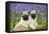 Pug Puppies Standing Together in Bluebells-null-Framed Premier Image Canvas