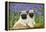 Pug Puppies Standing Together in Bluebells-null-Framed Premier Image Canvas