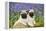 Pug Puppies Standing Together in Bluebells-null-Framed Premier Image Canvas