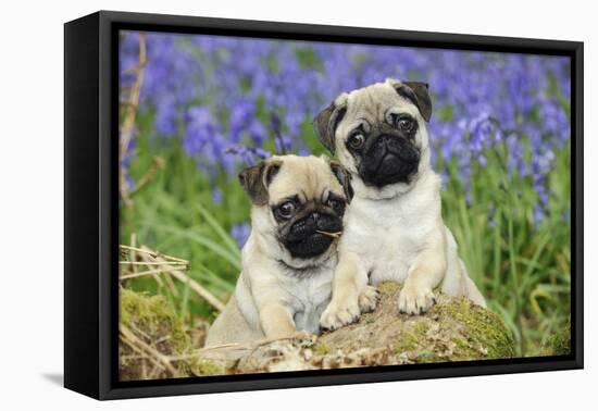 Pug Puppies Standing Together in Bluebells-null-Framed Premier Image Canvas