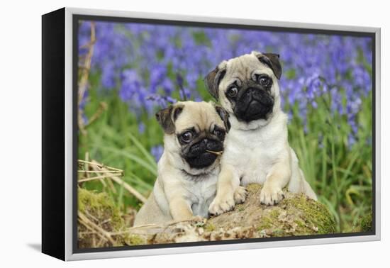 Pug Puppies Standing Together in Bluebells-null-Framed Premier Image Canvas