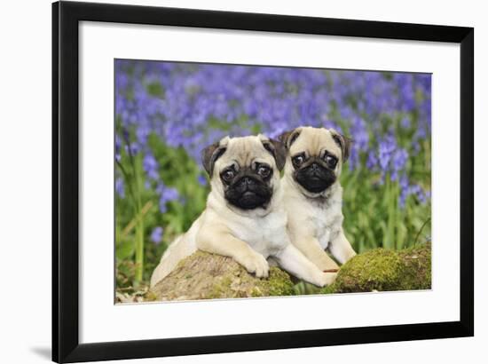 Pug Puppies Standing Together in Bluebells-null-Framed Photographic Print