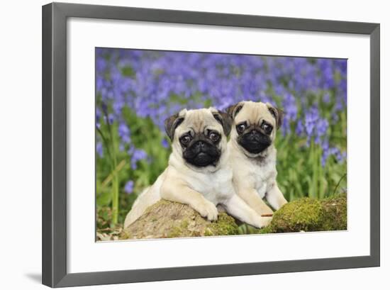 Pug Puppies Standing Together in Bluebells-null-Framed Photographic Print