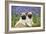 Pug Puppies Standing Together in Bluebells-null-Framed Photographic Print