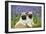 Pug Puppies Standing Together in Bluebells-null-Framed Photographic Print