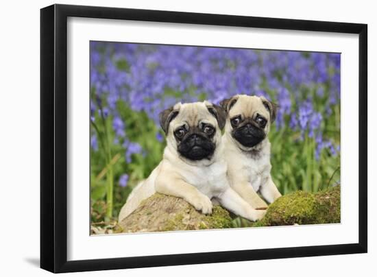 Pug Puppies Standing Together in Bluebells-null-Framed Photographic Print