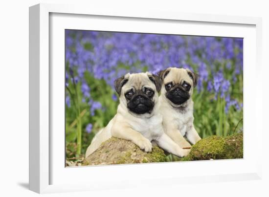 Pug Puppies Standing Together in Bluebells-null-Framed Photographic Print