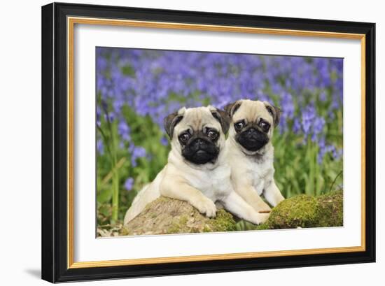 Pug Puppies Standing Together in Bluebells-null-Framed Photographic Print