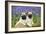 Pug Puppies Standing Together in Bluebells-null-Framed Photographic Print