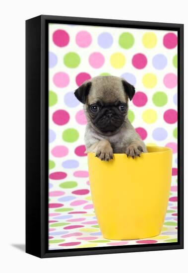 Pug Puppy (6 Wks Old) in a Yellow Pot-null-Framed Premier Image Canvas