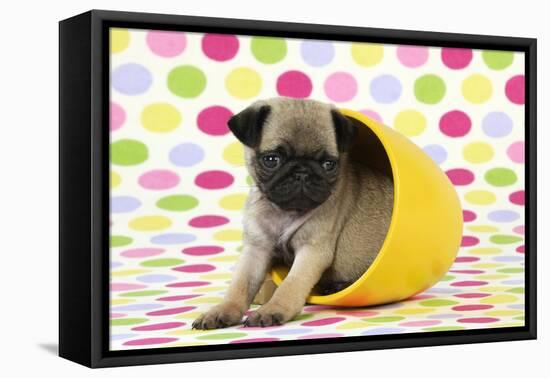 Pug Puppy (6 Wks Old) in a Yellow Pot-null-Framed Premier Image Canvas