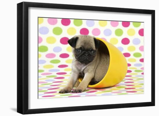 Pug Puppy (6 Wks Old) in a Yellow Pot-null-Framed Photographic Print