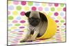 Pug Puppy (6 Wks Old) in a Yellow Pot-null-Mounted Photographic Print