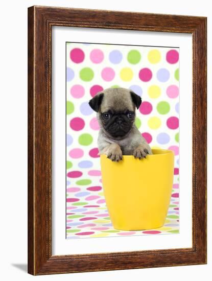 Pug Puppy (6 Wks Old) in a Yellow Pot-null-Framed Photographic Print