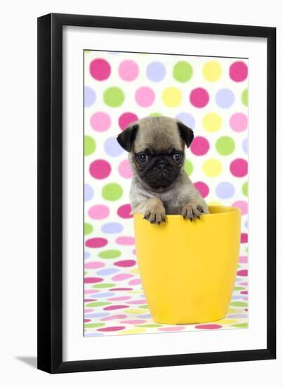 Pug Puppy (6 Wks Old) in a Yellow Pot-null-Framed Photographic Print