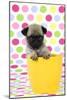 Pug Puppy (6 Wks Old) in a Yellow Pot-null-Mounted Photographic Print