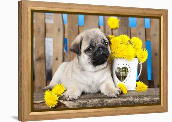 Pug Puppy And Spring Dandelions Flowers-Lilun-Framed Premier Image Canvas