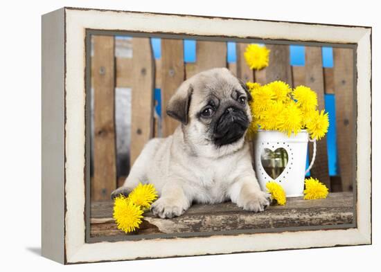 Pug Puppy And Spring Dandelions Flowers-Lilun-Framed Premier Image Canvas