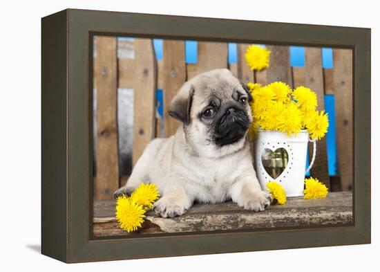 Pug Puppy And Spring Dandelions Flowers-Lilun-Framed Premier Image Canvas