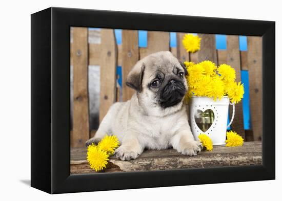 Pug Puppy And Spring Dandelions Flowers-Lilun-Framed Premier Image Canvas