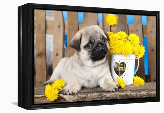 Pug Puppy And Spring Dandelions Flowers-Lilun-Framed Premier Image Canvas