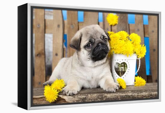 Pug Puppy And Spring Dandelions Flowers-Lilun-Framed Premier Image Canvas