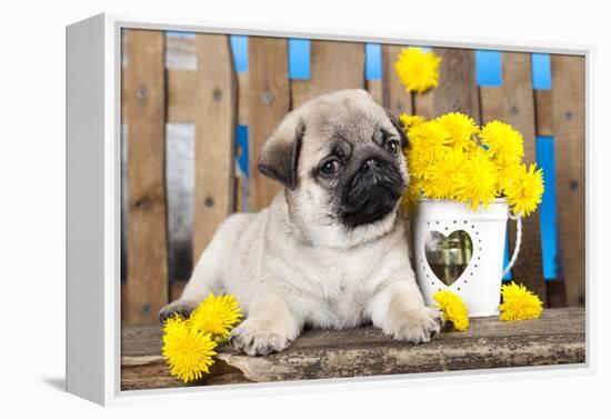 Pug Puppy And Spring Dandelions Flowers-Lilun-Framed Premier Image Canvas