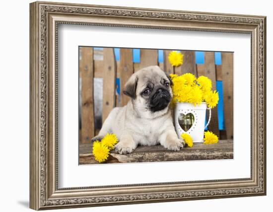 Pug Puppy And Spring Dandelions Flowers-Lilun-Framed Photographic Print