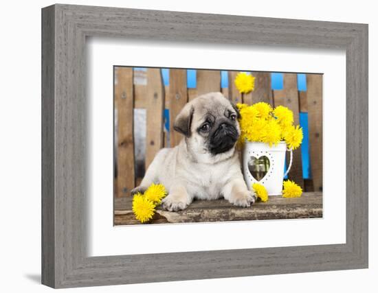 Pug Puppy And Spring Dandelions Flowers-Lilun-Framed Photographic Print