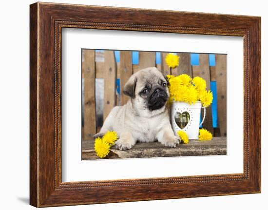 Pug Puppy And Spring Dandelions Flowers-Lilun-Framed Photographic Print