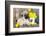 Pug Puppy And Spring Dandelions Flowers-Lilun-Framed Photographic Print