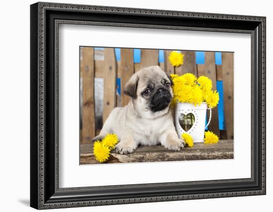 Pug Puppy And Spring Dandelions Flowers-Lilun-Framed Photographic Print