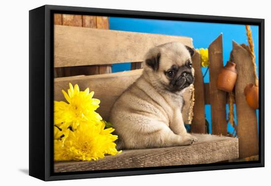 Pug Puppy And Spring Flowers-Lilun-Framed Premier Image Canvas