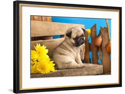 PUG ~ PICTURE FRAME # 31