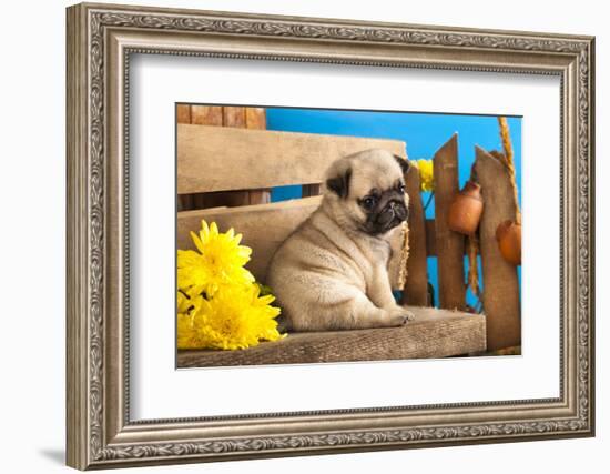 Pug Puppy And Spring Flowers-Lilun-Framed Photographic Print