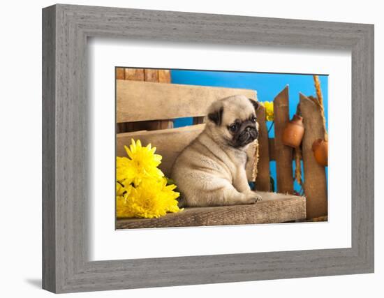 Pug Puppy And Spring Flowers-Lilun-Framed Photographic Print