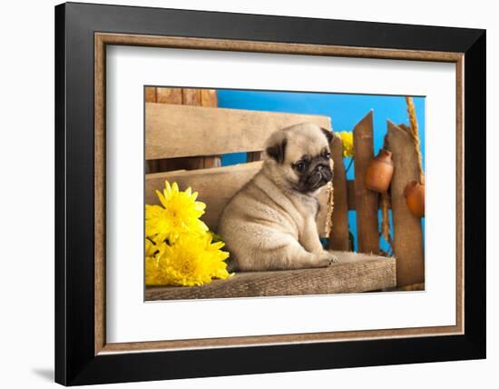 Pug Puppy And Spring Flowers-Lilun-Framed Photographic Print