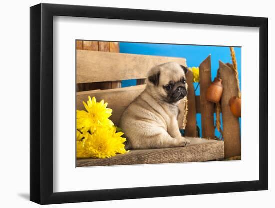 Pug Puppy And Spring Flowers-Lilun-Framed Photographic Print