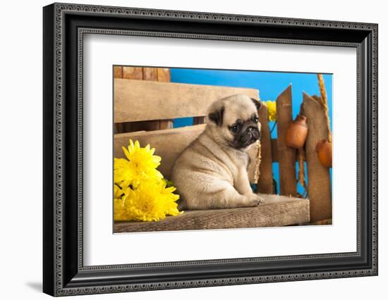 Pug Puppy And Spring Flowers-Lilun-Framed Photographic Print