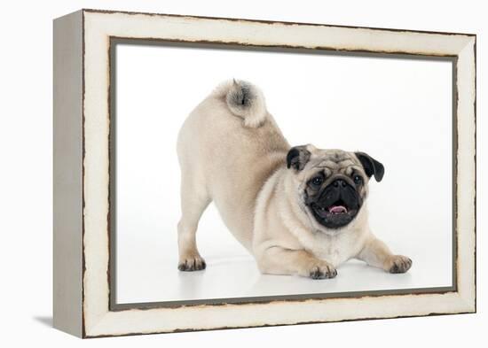 Pug Puppy Crouching on Front Paws Play Bow-null-Framed Premier Image Canvas