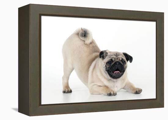 Pug Puppy Crouching on Front Paws Play Bow-null-Framed Premier Image Canvas