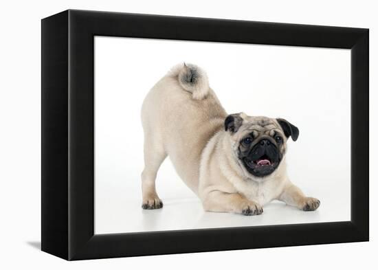 Pug Puppy Crouching on Front Paws Play Bow-null-Framed Premier Image Canvas