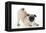 Pug Puppy Crouching on Front Paws Play Bow-null-Framed Premier Image Canvas