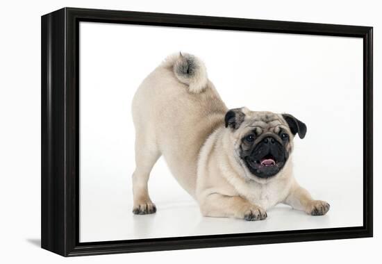 Pug Puppy Crouching on Front Paws Play Bow-null-Framed Premier Image Canvas