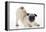 Pug Puppy Crouching on Front Paws Play Bow-null-Framed Premier Image Canvas